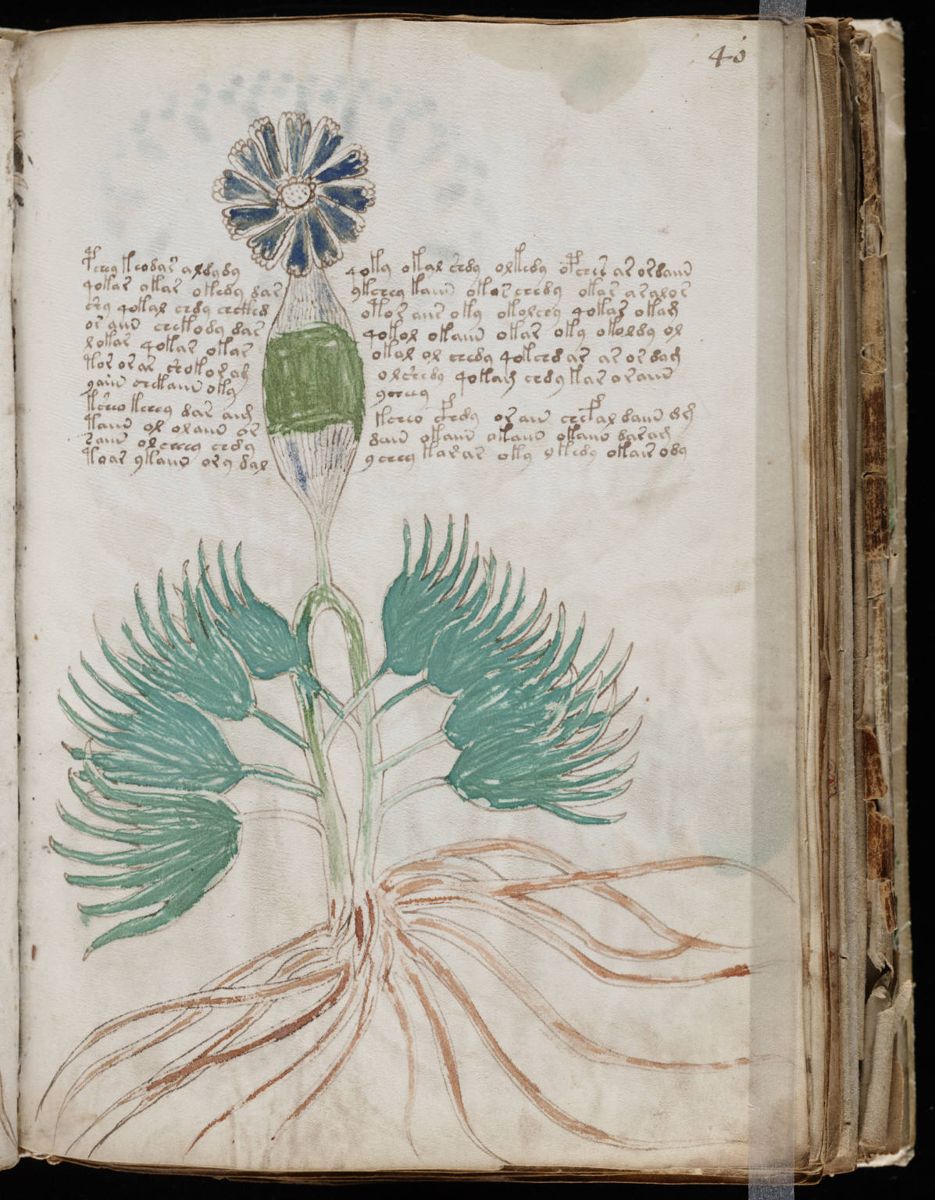 Voynich Manuscript (79).jpg Voynich Manuscript (79).jpg
