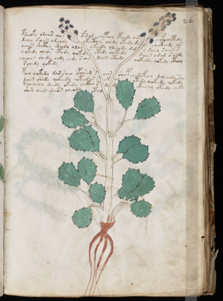 Voynich Manuscript (51).jpg Voynich Manuscript (51).jpg