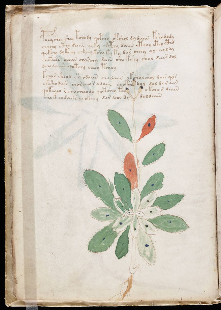 Voynich Manuscript (16).jpg Voynich Manuscript (16).jpg