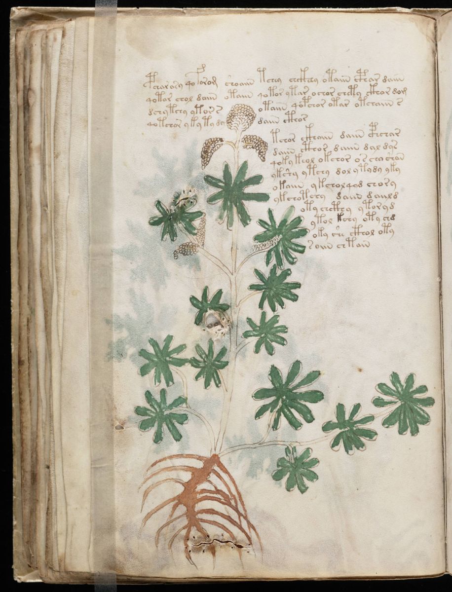 Voynich Manuscript (72).jpg Voynich Manuscript (72).jpg