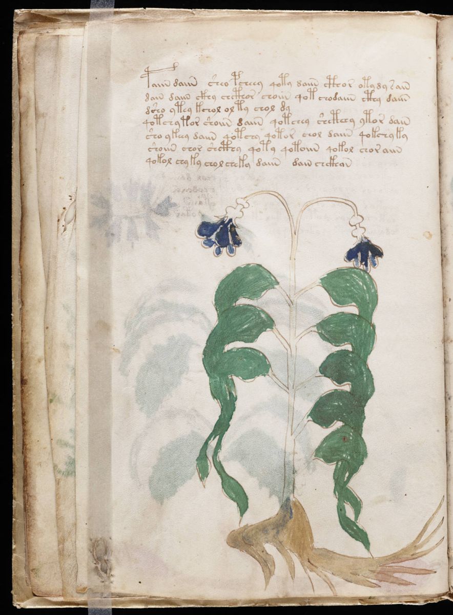Voynich Manuscript (22).jpg Voynich Manuscript (22).jpg