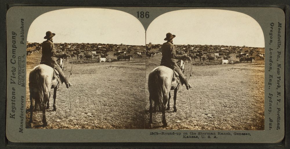 Round-up on the Sherman ranch, Geneseo, Kansas, U.S.A, by Keystone View Company.jpg — Public domain / Keystone View Company -- Publisher Round-up on the Sherman ranch, Geneseo, Kansas, U.S.A, by Keystone View Company.jpg — Public domain / Keystone View Company -- Publisher