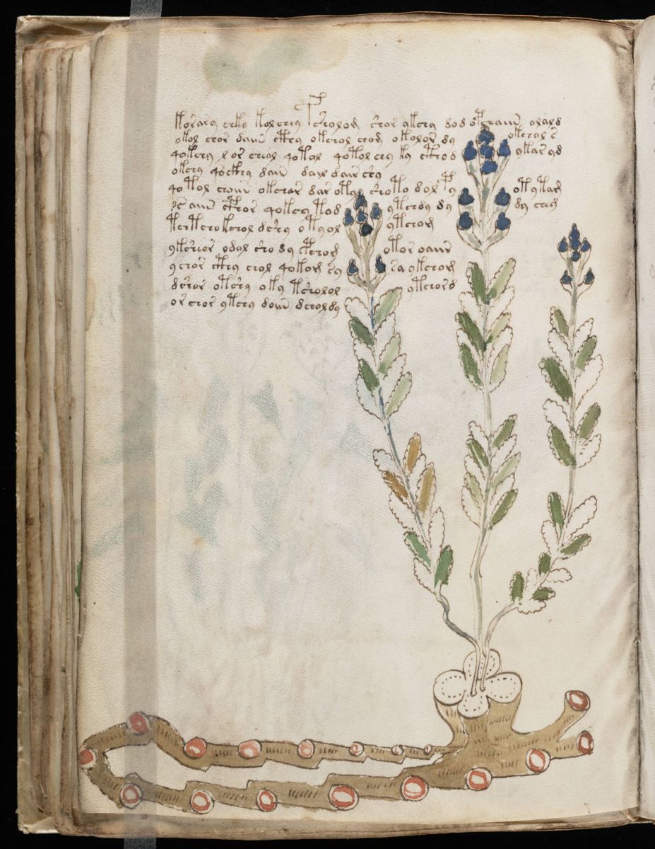 Voynich Manuscript (90).jpg Voynich Manuscript (90).jpg