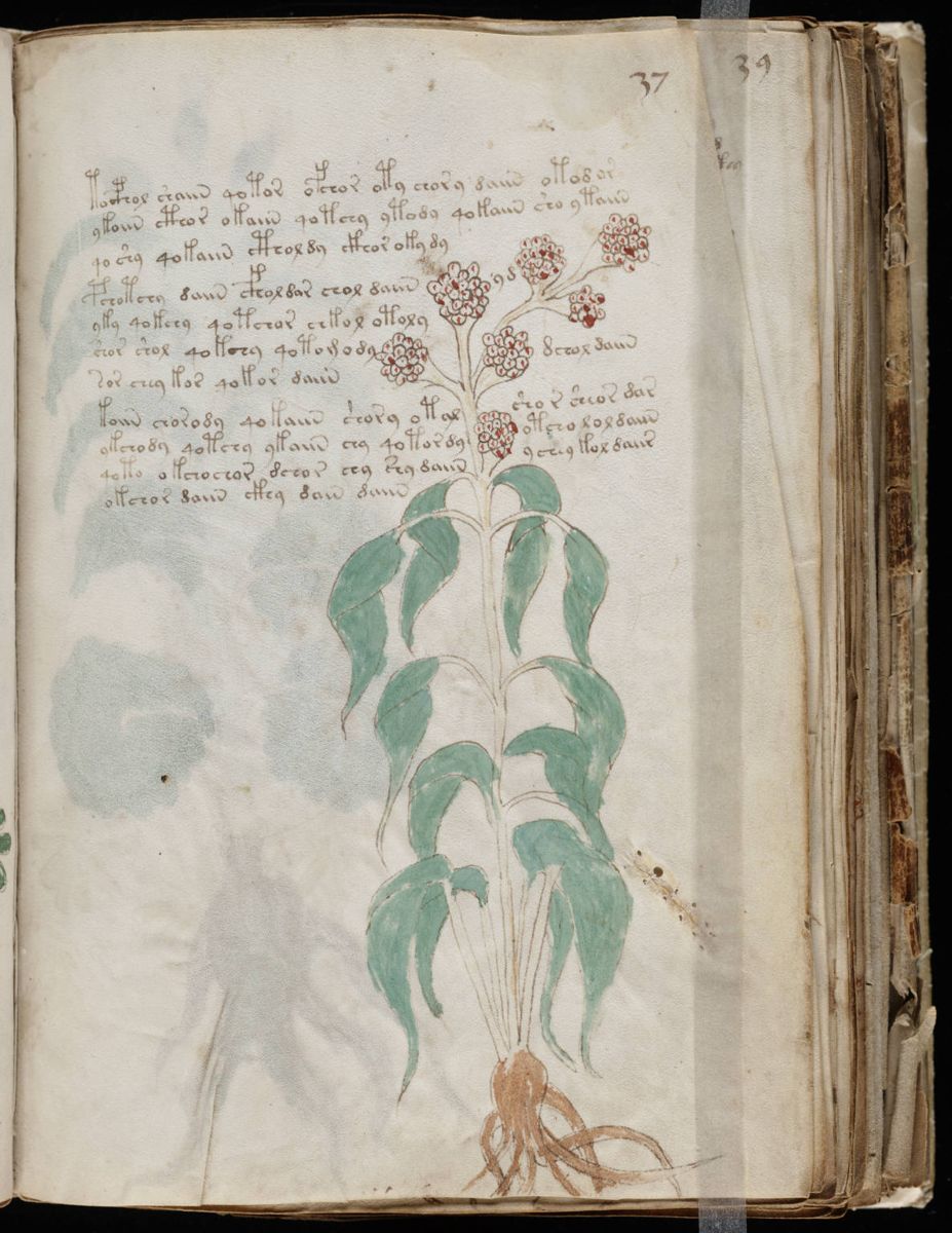 Voynich Manuscript (73).jpg Voynich Manuscript (73).jpg